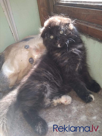 Котята Rīga - foto 6