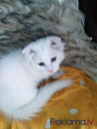 Котята Rīga - foto 2