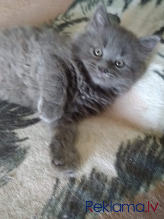 Котята Rīga - foto 8