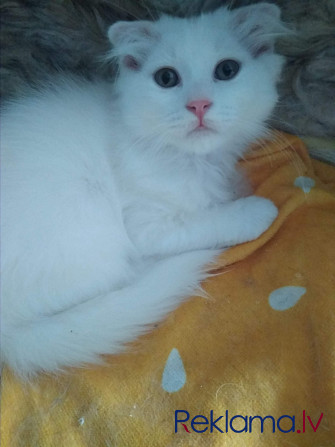 Котята Rīga - foto 1