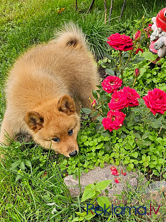 Somu Špics, Карело-Финская Лайка Rīga - foto 4