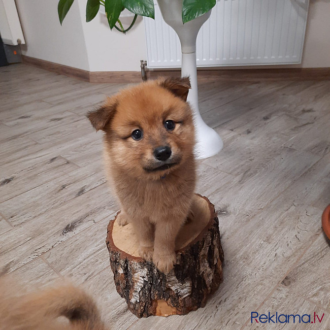 Somu Špics, Карело-Финская Лайка Rīga - foto 5