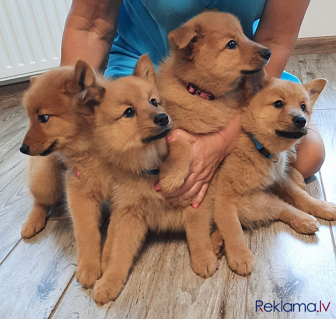 Somu Špics, Карело-Финская Лайка Rīga - foto 1