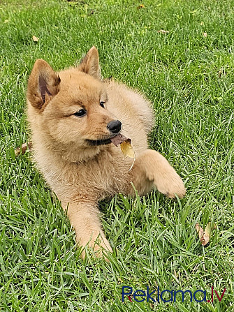 Somu Špics, Карело-Финская Лайка Rīga - foto 2