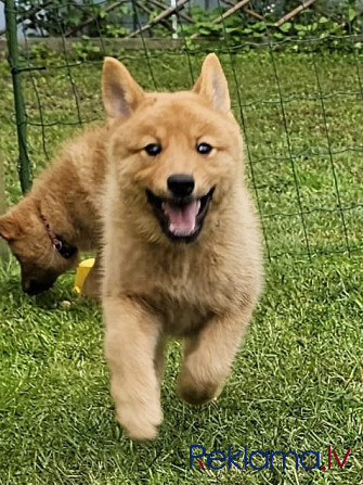 Somu Špics, Карело-Финская Лайка Rīga - foto 3