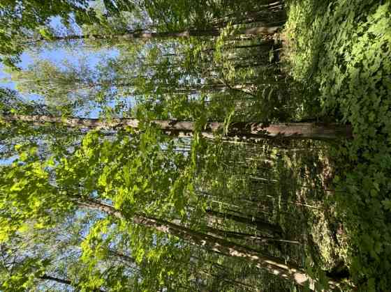 Продается земельный участок в лесу недалеко от Риги.  Функциональная планировка Рига