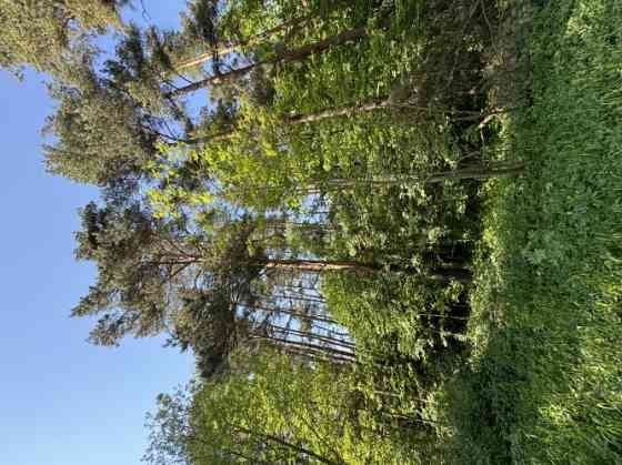 Продается земельный участок в лесу недалеко от Риги.  Функциональная планировка Рига