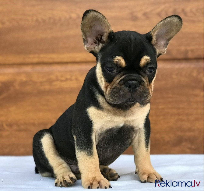 Akc Franču Buldogu Kucēni Daugavpils - foto 7