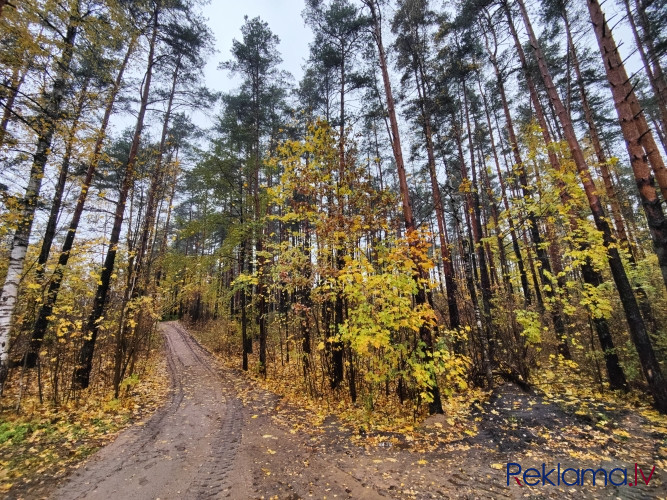 Gruntsgabals ar mežu privātmājas būvniecībai Berģos.   Zemes gabals ir ar reljefu un apaudzis Rīga - foto 4